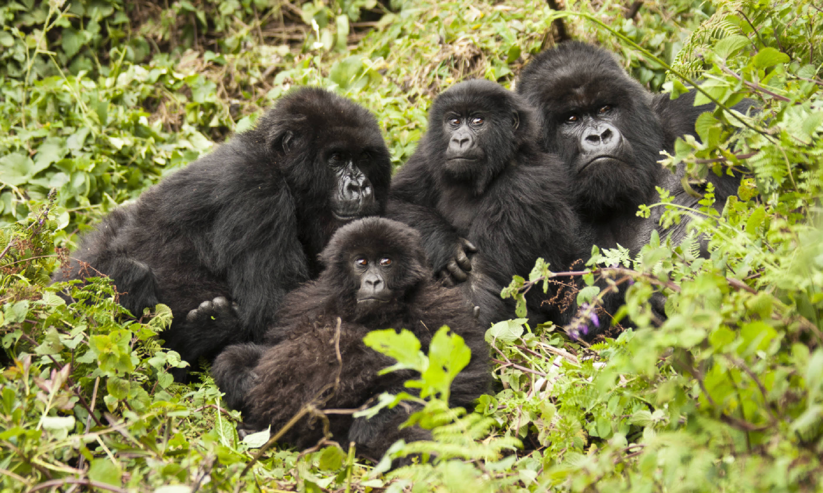 Mountain gorillas in Rwanda (Shutterstock)
