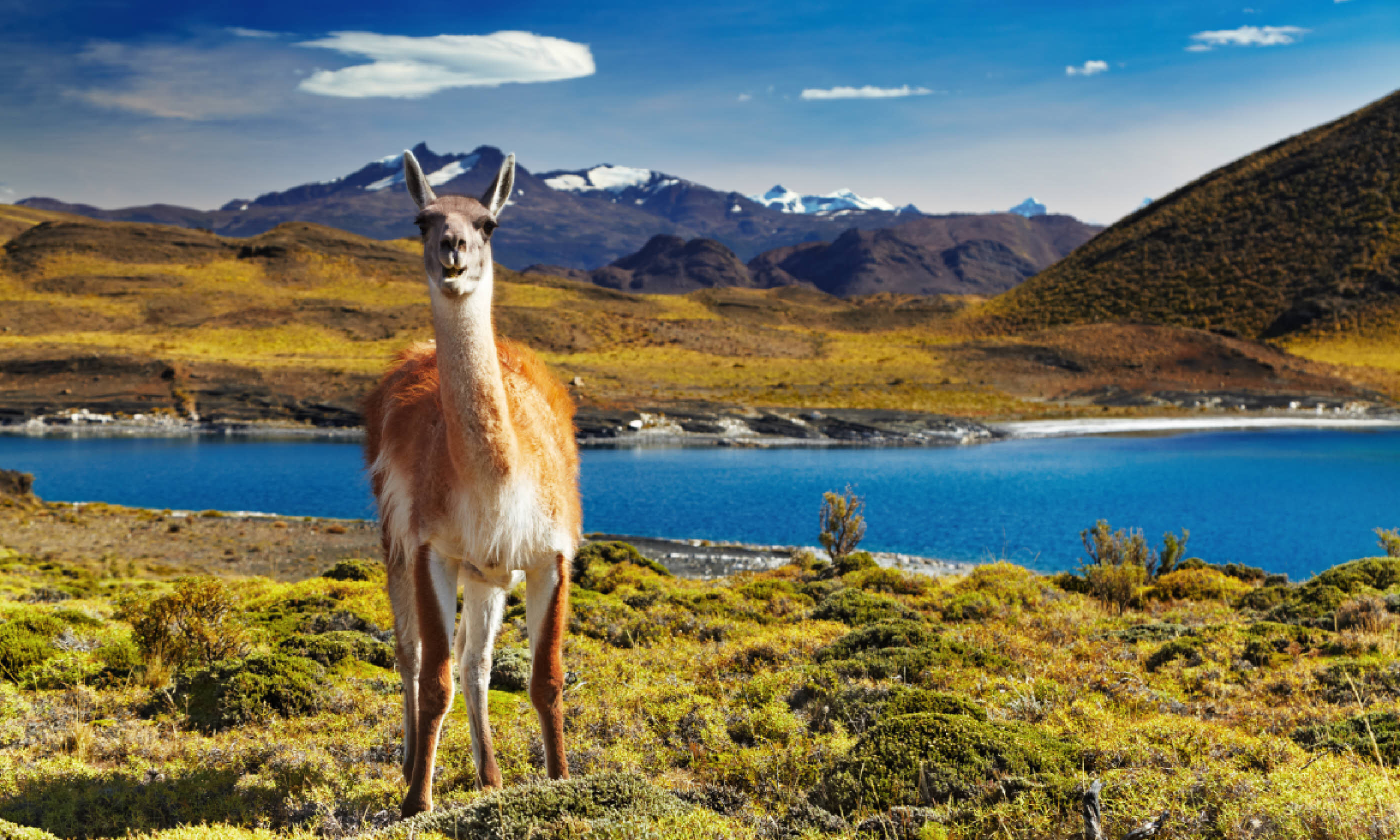Guanaco in Torres del Paine National Park, Chile (Shutterstock)