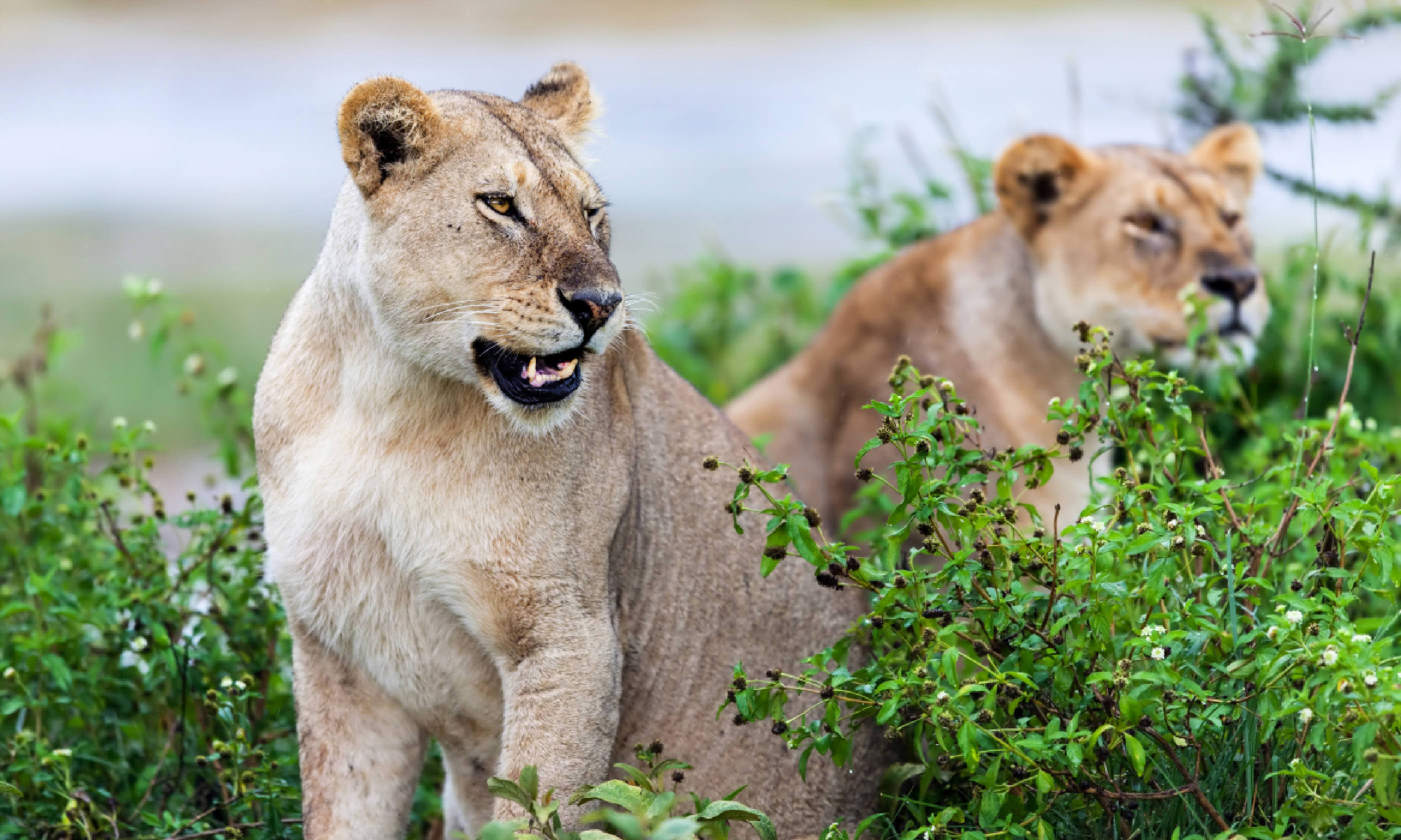Lionesses in the rain, Serengeti (Shutterstock)