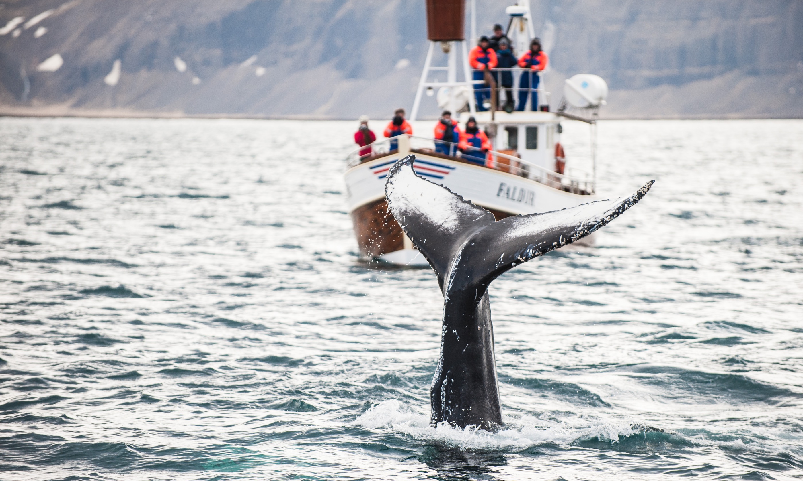 Whale watching in Iceland (Shutterstock.com)