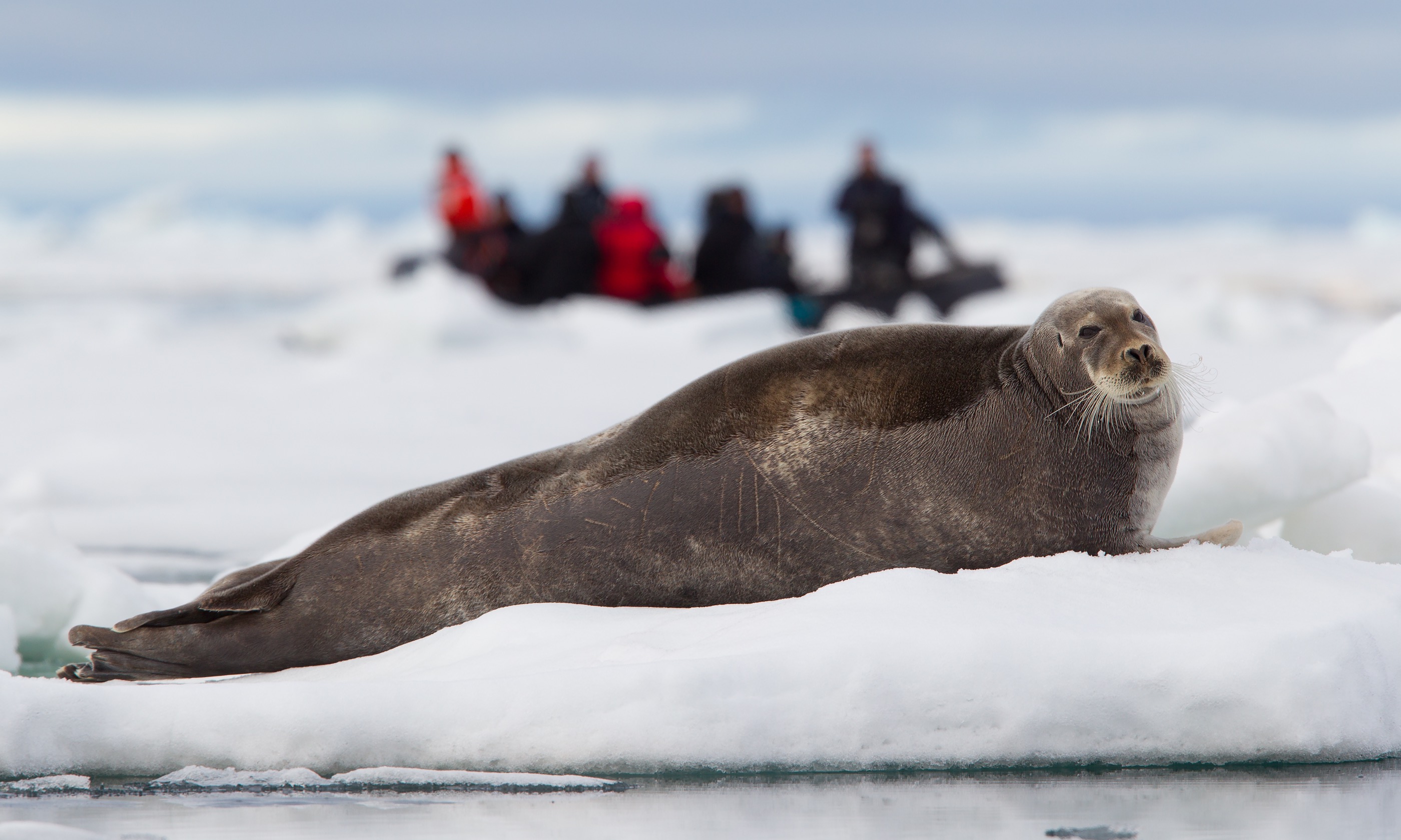 Bearded seal being watched by travellers (Shutterstock.com)