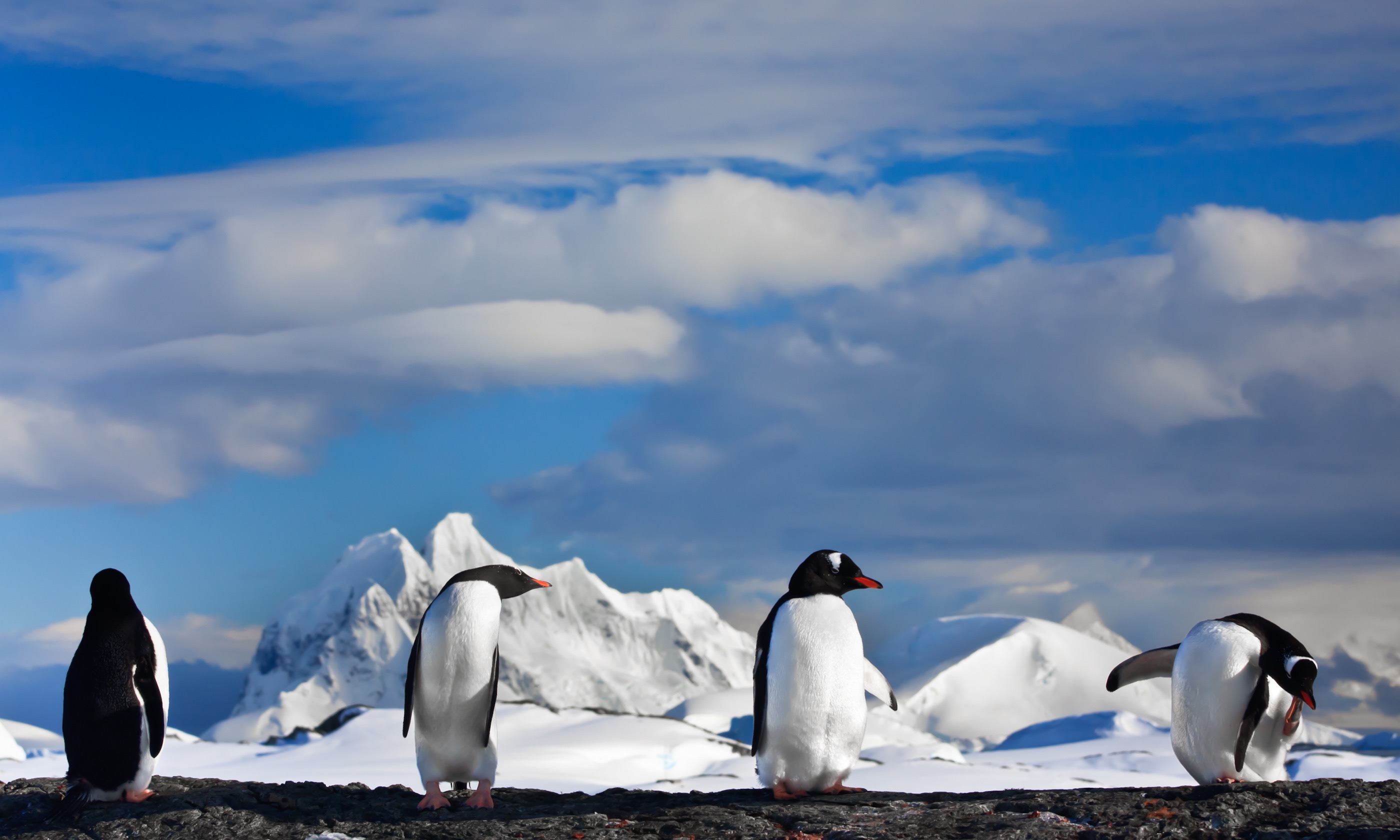 Penguins on a rock (Shutterstock.com)