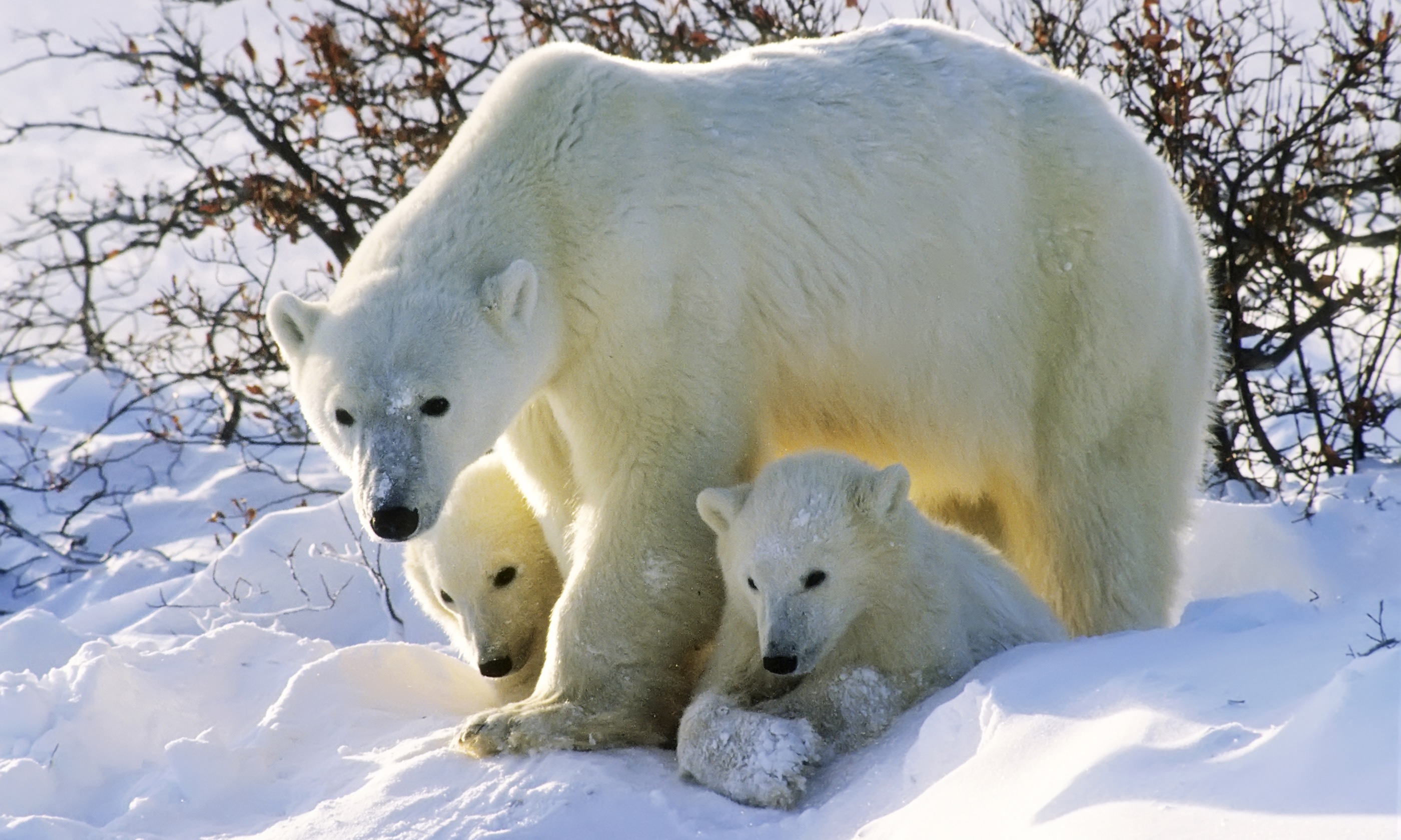 Polar bears in the Canadian Arctic (Shutterstock.com)
