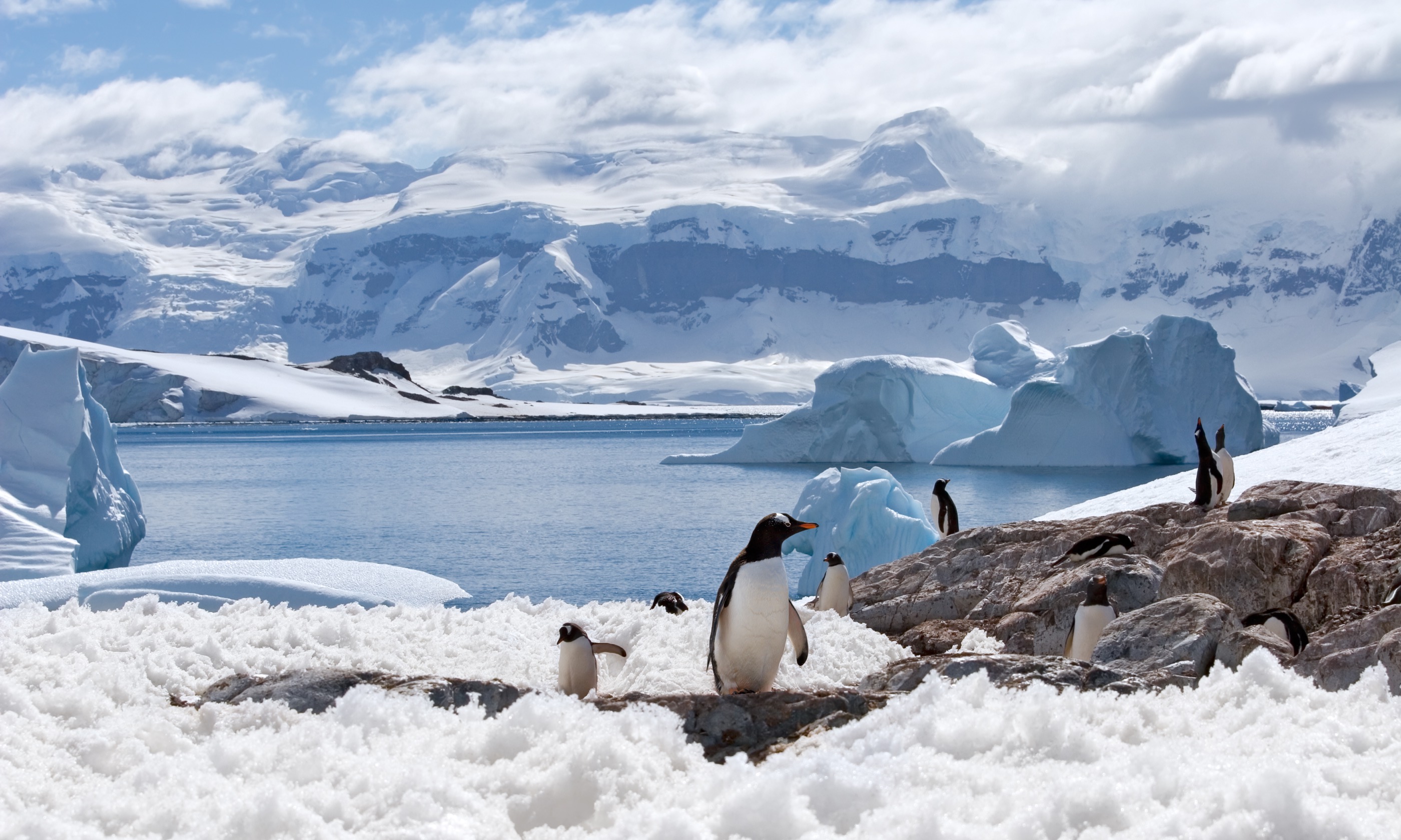 Penguins in Blue Iceberg Bay (Shutterstock.com)