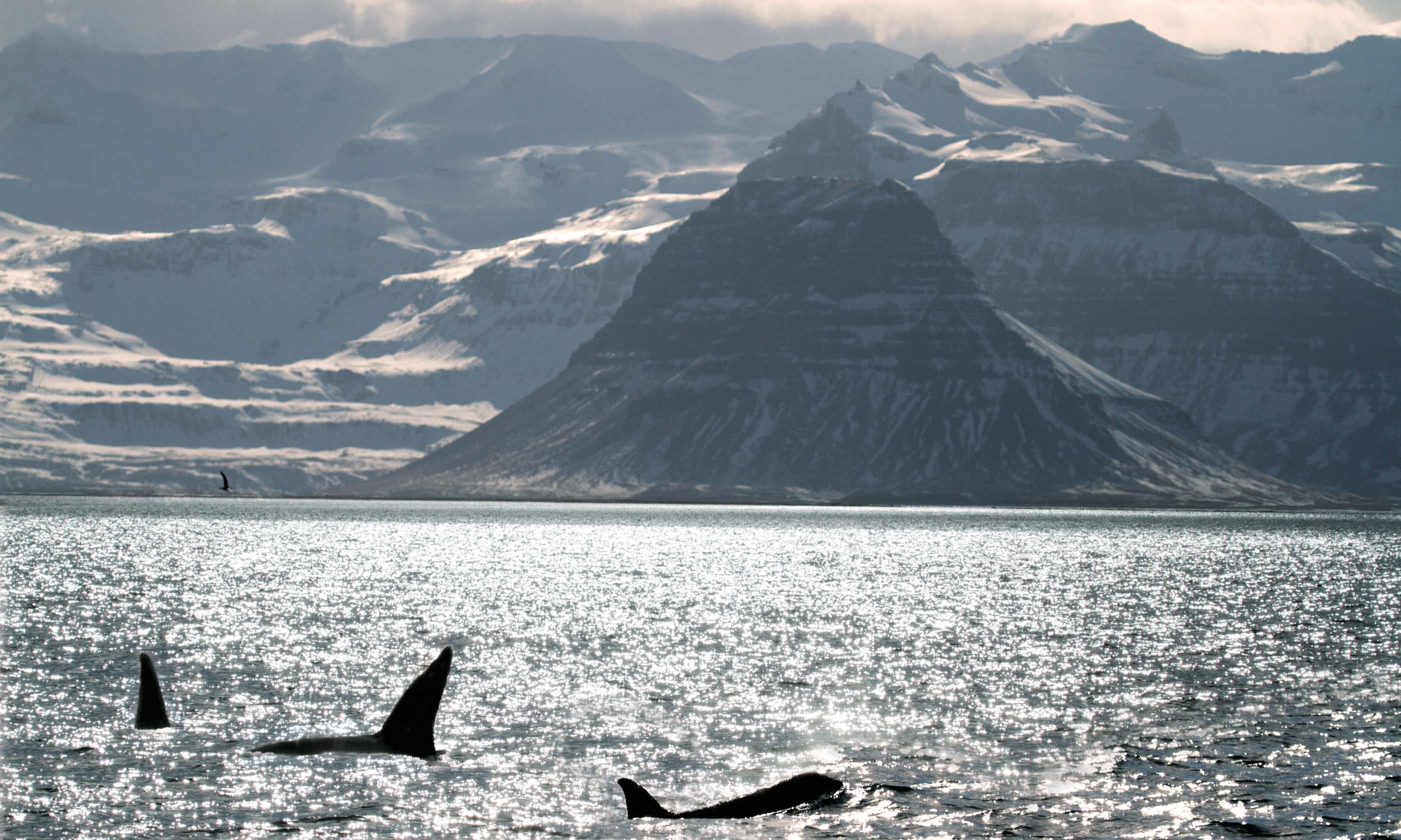 Winter’s tails: Wildlife watching in Iceland (William Gray)