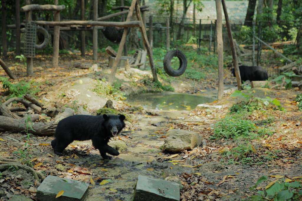 Laos-Luang-Prabang-Kuang-Si-Waterfall-Bear-Rescue-Center-Tiger-Trail-Photo-By-Kyle-Wagner-CEB_7320