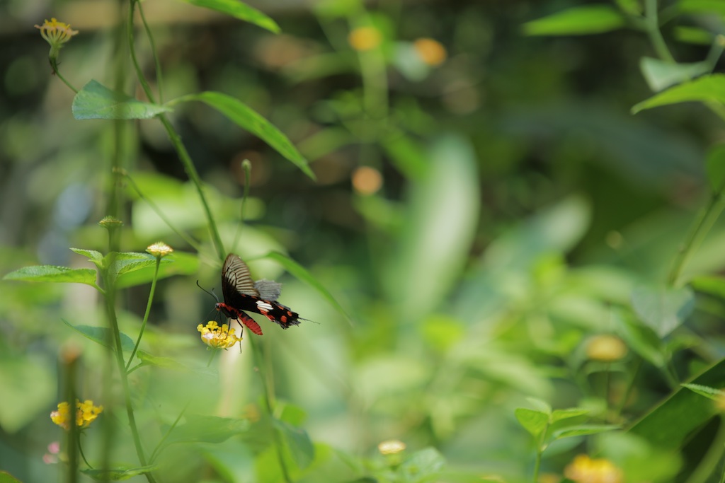 Laos-Luang-Prabang-Kuang-Si-Waterfall-Butterfly-Park-Butterfly-Tiger-Trail-Photo-By-Kyle-Wagner-CEB_7449