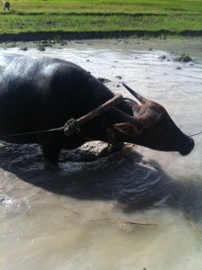 Laos Luang Prabang Living Land Farm Rice is Life