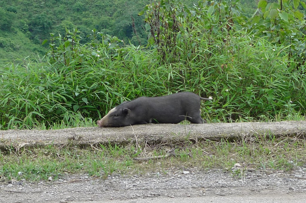 laos-bicycle-tour-luang-prabang-vang-vieng-tiger-trail-692