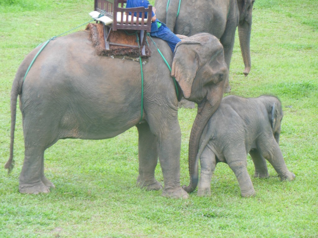 laos-tiger-trail-nam-ou-elephant-farm-1359