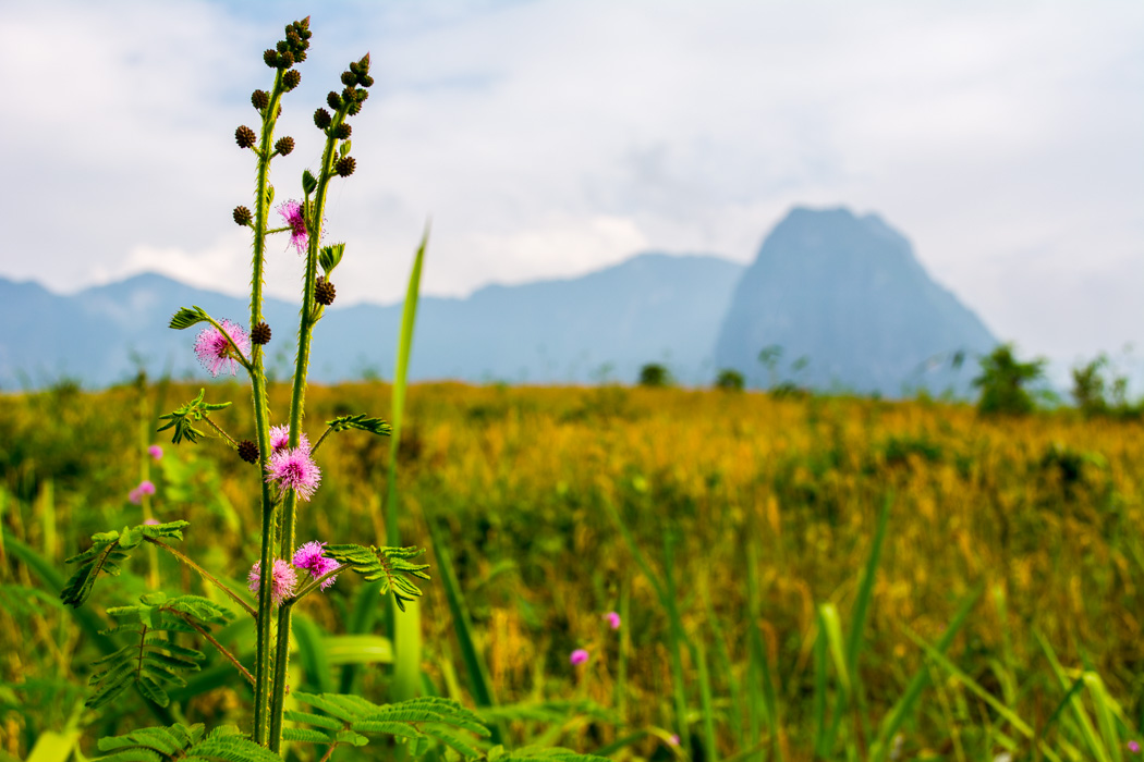 Mountain trek with Tiger Trail in Luang Prabang Laos