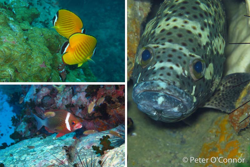 marine life at Chumphon Pinnacle dive site, Thailand