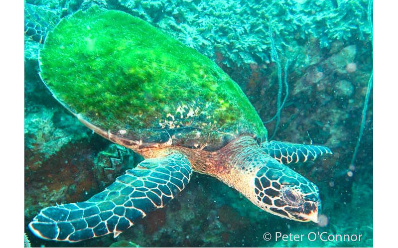 turtle at Chumphon Pinnacle dive site near Ko Tao, Thailand