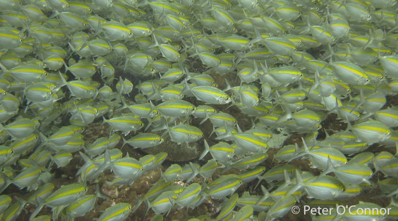 school of fish at Sail Rock dive site