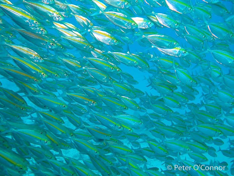 school of fish near Ko Tao, Thailand