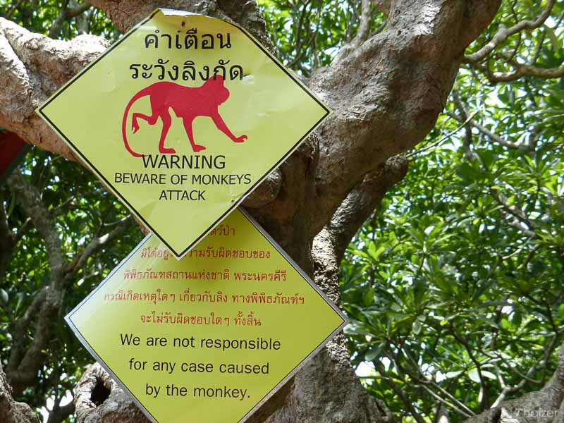 beware of monkeys
