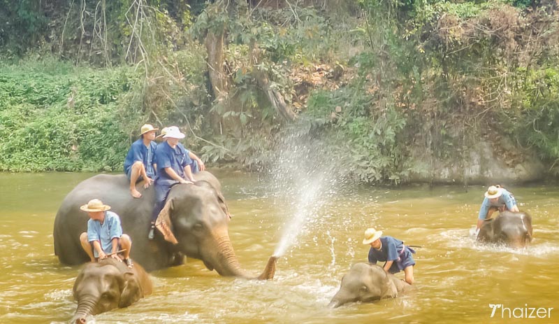 thai_elephants_lampang