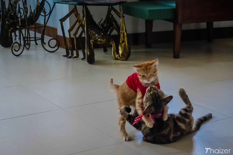 red-shirt wearing cats play fight in Thailand