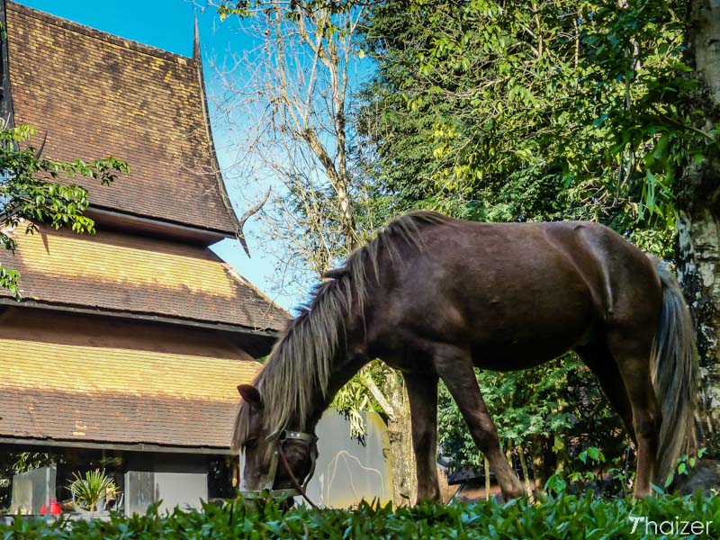 baan_dam_black_house_chiang_rai-16