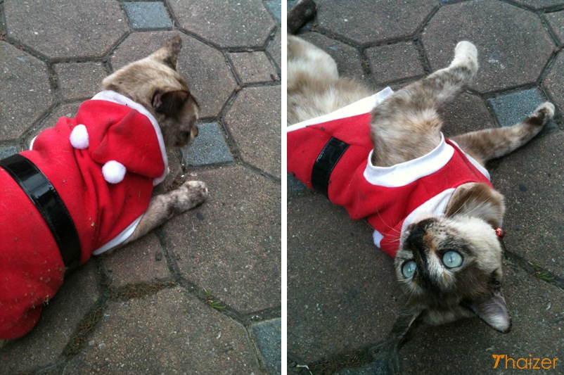 xmas_cat_thailand