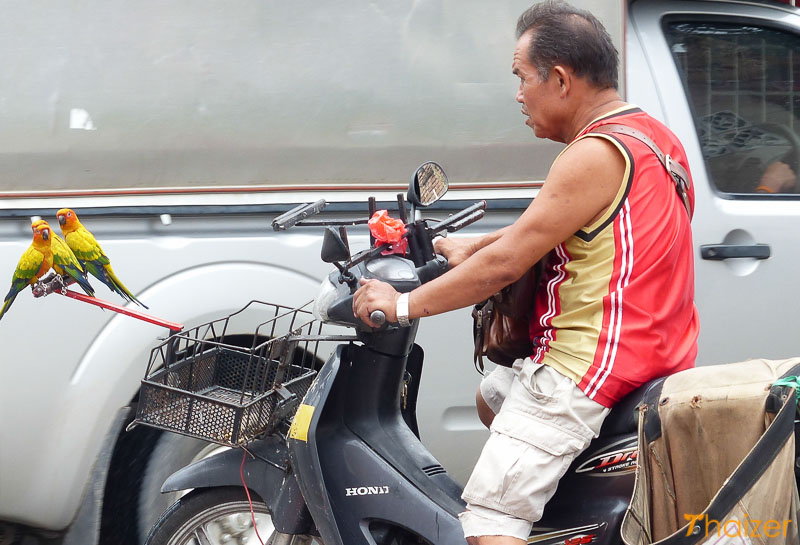 parrots ride in front of a motorbike in Chiang Mai