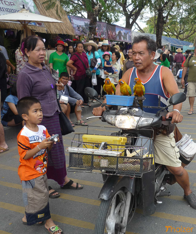 the birdman of old Chiang Mai