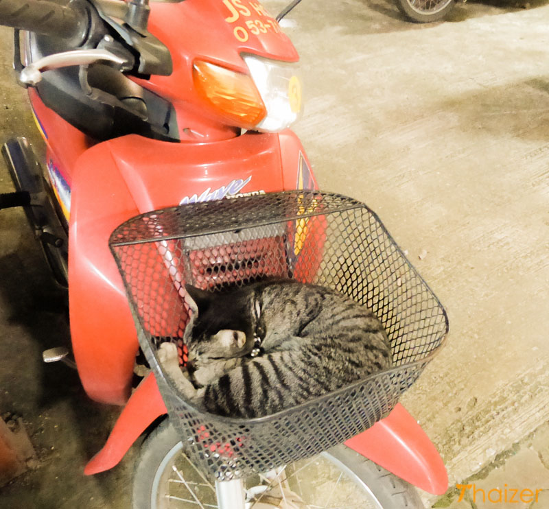 Kitten sleeping in motorcycle basket in Chiang Rai