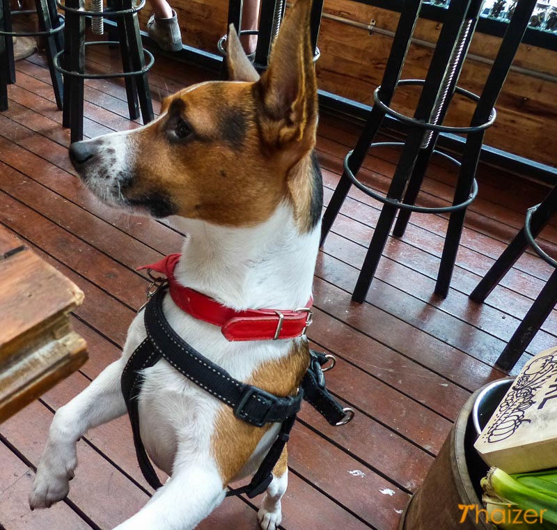 Junior the dog at Mixology, Chiang Mai burger and bar