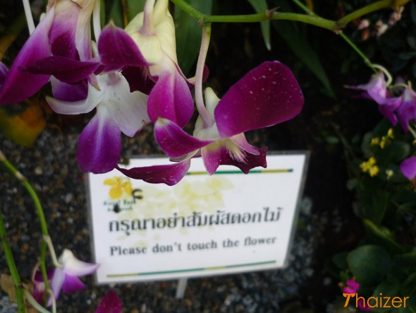 4ThaiOrchids