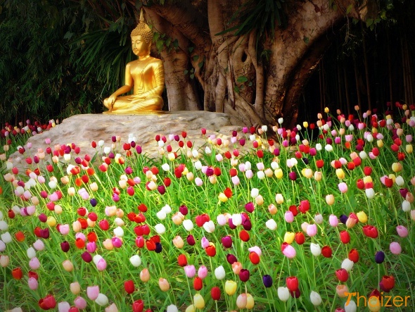 Wat Pan Tao, Chiang Mai