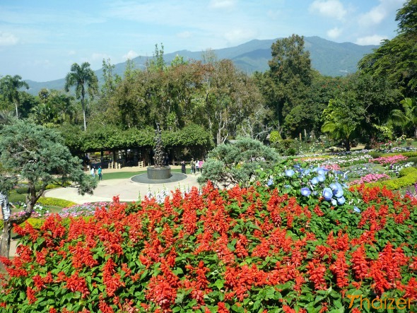 Flowers at Doi Pui mountain, Chiang Mai