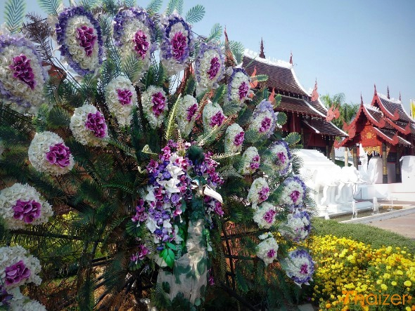 Peacock in bloom at Royal Flora gardens, Chiang Mai