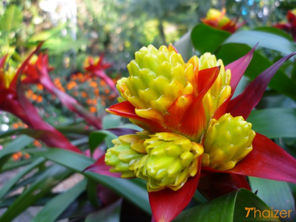 Royal Flora gardens, Chiang Mai