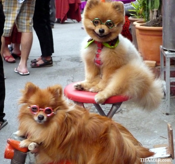 Dogs in glasses pose for photos at a market in Chiang Mai