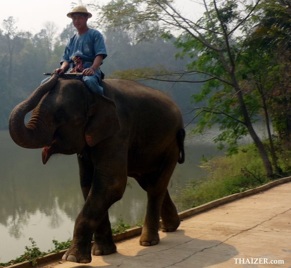 Mahout and elephant at Thai Elephant Conservation Centre in Thailand