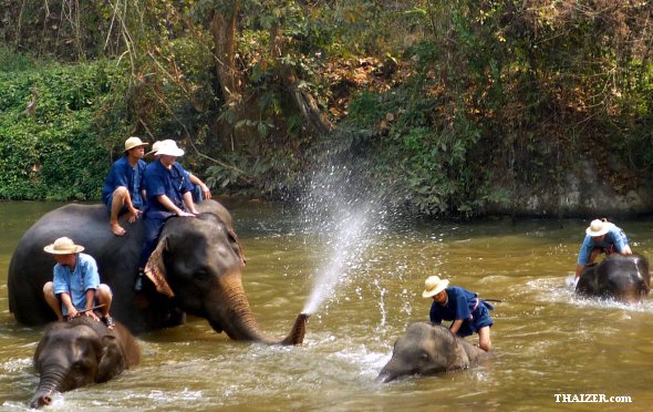 ThaiElephantConservationCentre3