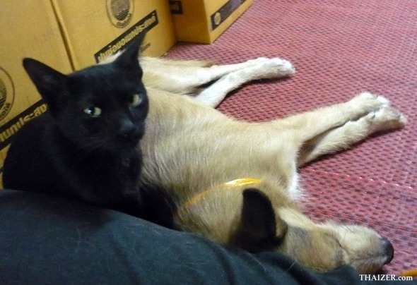 Cat and dog at Wat Pan Sao, Chiang Mai