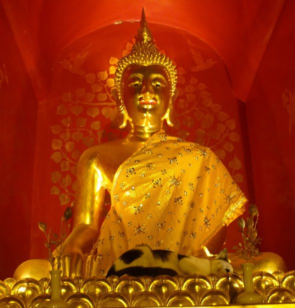 Golden Buddha and sleeping cat