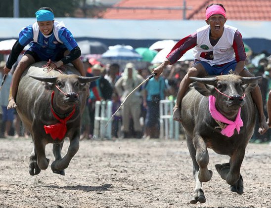 Buffalo Racing in Chonburi