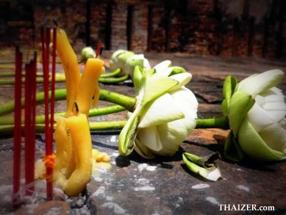 white lotus flowers are used in Buddhist offerings 