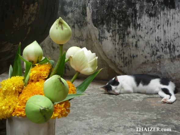 sleeping cat at Wat Si Chum in Sukhothai