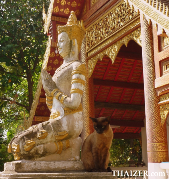 Siamese cat at a temple in Thailand