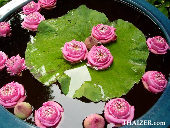 water lilies at Jim Thompson's House in Bangkok