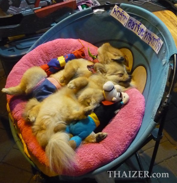 sleeping dogs at Chiang Mai Sunday Walking Street Market