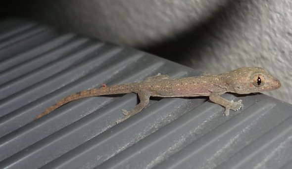 chingchok house lizard in Thailand