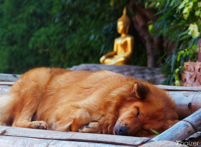 Buddha and sleeping dog at Wan Pan Tao, Chiang Mai