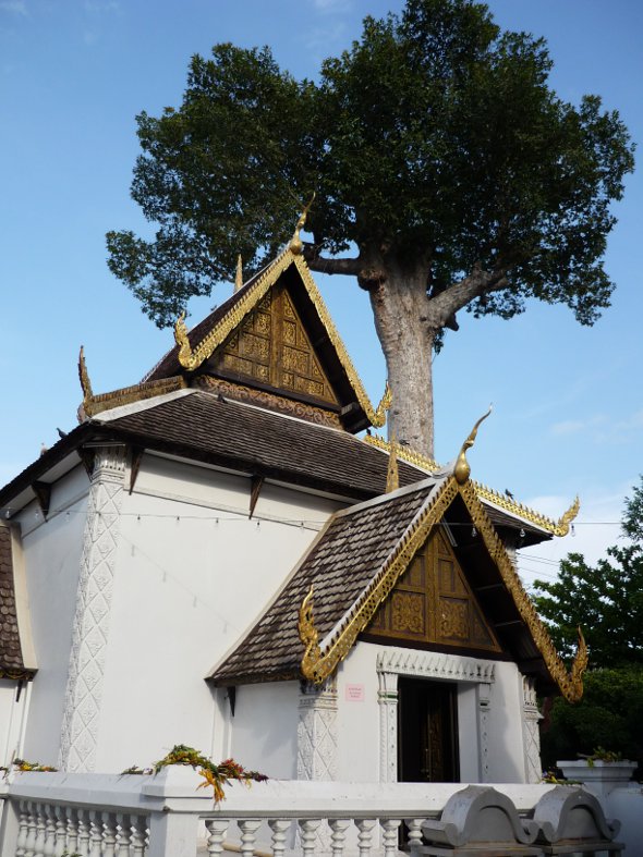 The building and tree which protect the Chiang Mai city pillar (Inthakin) at Wat Chedi Luang
