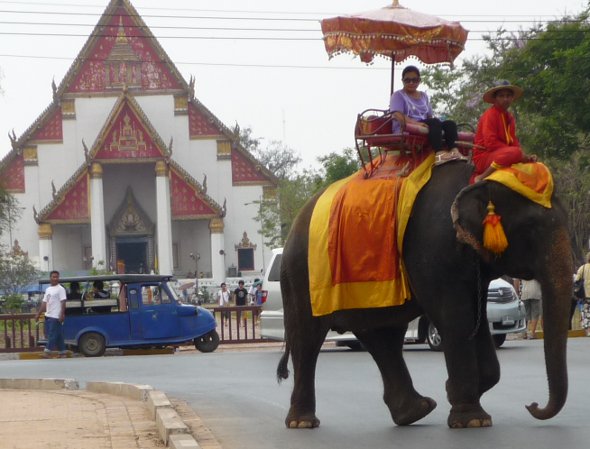 elephant in Ayutthaya