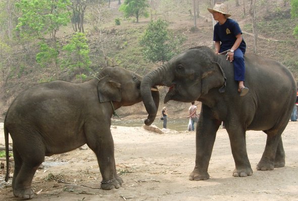 Thai Elephant Kiss in Chiang Mai province