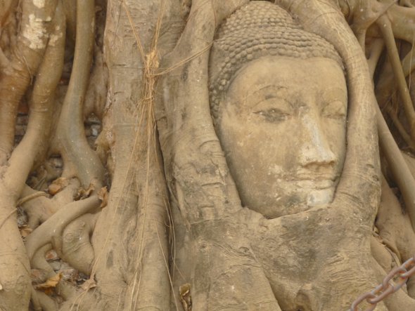 stone Buddha head in tree roots, Wat Mahathat, Ayutthaya 